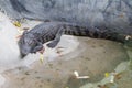 Freshwater Crocodile is sleeping near the pond