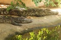 Freshwater crocodile Royalty Free Stock Photo