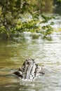 Crocodile In Jungle River Royalty Free Stock Photo