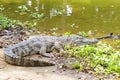 Freshwater crocodiles