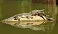 Trio of Freshwater Crocodiles Sunbathing
