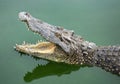 Freshwater crocodiles are open mouth.