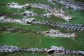 Freshwater crocodiles.