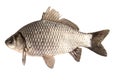 Freshwater crucian fish isolated on transparent background