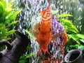 Freshwater discus fish facing camera beautiful glowing colorful fin body inside gorgeous big aquarium friendly community fish tank