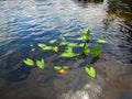 Freshwater emergent aquatic plants arrowhead sagittaria species Royalty Free Stock Photo