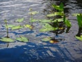 Freshwater emergent aquatic plants arrowhead sagittaria species Royalty Free Stock Photo