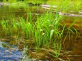 Freshwater emergent aquatic plants unknown species Royalty Free Stock Photo