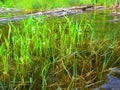 Freshwater emergent aquatic plants unknown species Royalty Free Stock Photo