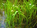 Freshwater emergent aquatic plants unknown species Royalty Free Stock Photo