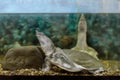 Freshwater exotic Chinese softshell turtle