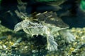 Freshwater exotic turtles Matamata