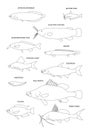 African freshwater fish. Vector drawing outline set.