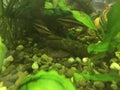 freshwater fish Ancistrus