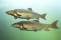 Freshwater fish Barbel Barbus barbus Underwater Royalty Free Stock Photo