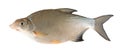 Freshwater fish (Blicca bjorkna) Royalty Free Stock Photo