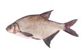 Freshwater fish bream