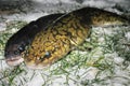 Freshwater fish burbot lota lota Royalty Free Stock Photo