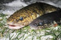 Freshwater fish burbot lota lota