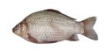Freshwater fish (Carassius auratus gibelio)