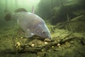 Freshwater fish carp Cyprinus carpio feeding with boilie