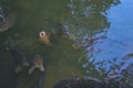 Freshwater fish carp Cyprinus carpio in the pond
