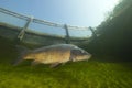 Freshwater fish carp Cyprinus carpio swimming in the beautiful clean pound. Underwater shot