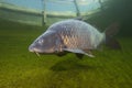 Freshwater fish carp Cyprinus carpio swimming in the beautiful clean pound. Underwater shot