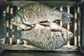 Freshwater fish carp-prepared for Smoking on the smoker