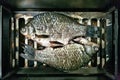 Freshwater fish carp-prepared for Smoking on the smoker