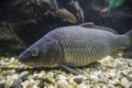 Freshwater fish carp in aquarium Royalty Free Stock Photo