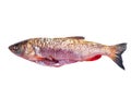 Freshwater fish chub isolated on white background