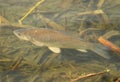 Freshwater fish common carp Cyprinus carpio swimming in lake