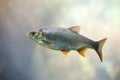 Freshwater fish Common Roach Royalty Free Stock Photo