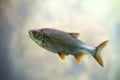 Freshwater fish Common Roach Royalty Free Stock Photo