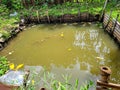 freshwater fish fishing pond. industry Royalty Free Stock Photo