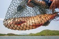 Freshwater fish in fishing net in fisherman hands, local fishing at tropical lake in the valley of North Thailand. lush mountain