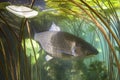 Freshwater fish grass carp Ctenopharyngodon idella Underwater photography