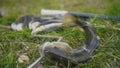 Freshwater Fish at grass after underwater hunting in forest river