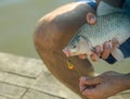 Freshwater fish hooked on mouth in male hands, bait fishing Royalty Free Stock Photo