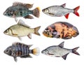 Freshwater fish isolated set