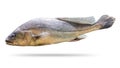 Freshwater fish isolated on white background. Soldier fish or Bpisoesemania microle. Clipping path Royalty Free Stock Photo