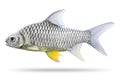 Freshwater fish isolated on white background. Thai mashseer or Greater brook carp. Clipping path