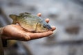 Freshwater Fish, Myanmar Royalty Free Stock Photo