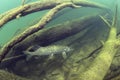 Freshwater fish Northern pike Esox lucius Underwater photography