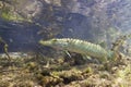 Freshwater fish Northern pike Esox lucius underwater Royalty Free Stock Photo