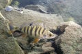 Perch perca fluviatilis Underwater photography Royalty Free Stock Photo