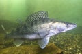 Pike perch Sander lucioperca underwater photography Royalty Free Stock Photo