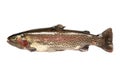 Freshwater fish. rainbow trout (Oncorhynchus mykiss