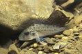 Freshwater fish Ruffe Gymnocephalus cernuus in the beautiful clean pound. Underwater photography in the river habitat. Wild life